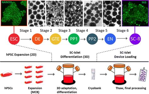 Potential Stem Cell Derived Islet Sc Islet Manufacturing Strategy