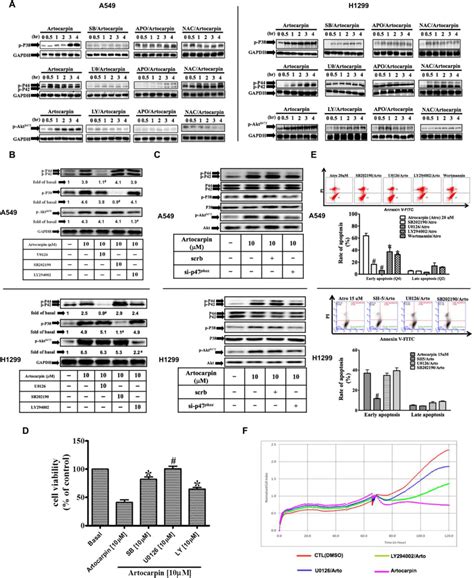 ROS Dependent MAPKs Activation Is Involved In Artocarpin Induced