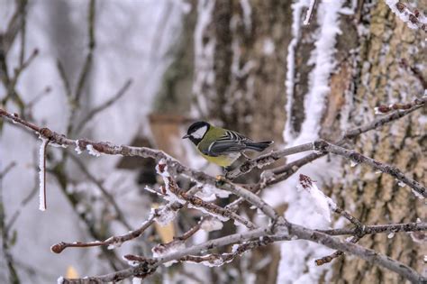 Сегодняшний птичкинг. Синица | Пикабу