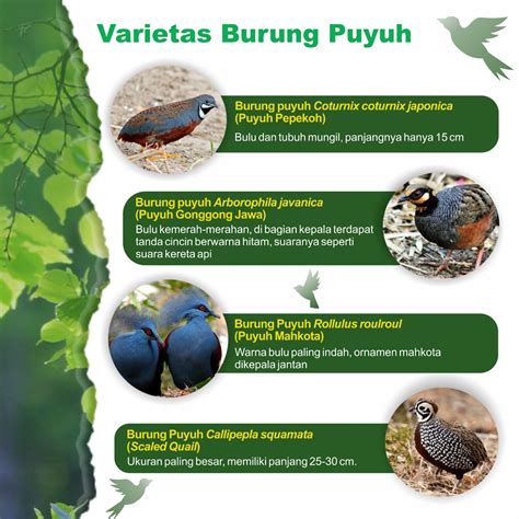 Varietas Burung Puyuh