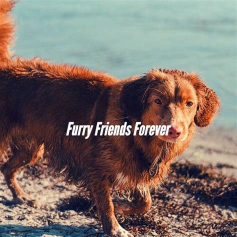 Furry Friends Forever By Relaxmydog Reviews And Ratings On Musicboard