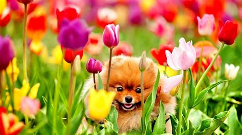 Spring Puppy Backgrounds