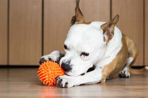 Perchè cane morde tutto Cause e consigli zooplus Magazine