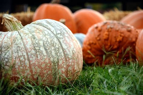 Pumpkin Zoom Background | Download Free Thanksgiving Zoom Backgrounds | POPSUGAR Tech Photo 18