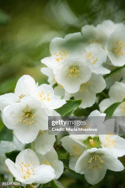 320 Mock Orange Tree Stock Photos High Res Pictures And Images