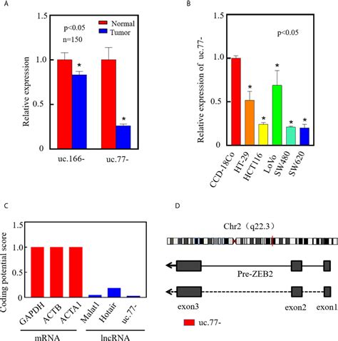 Frontiers Uc Downregulation Promotes Colorectal Cancer Cell