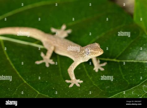 Asian Or Common House Gecko Hemidactylus Frenatus Lies On Green Leaves