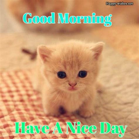 Have A Good Day Meme Cat Photos Idea