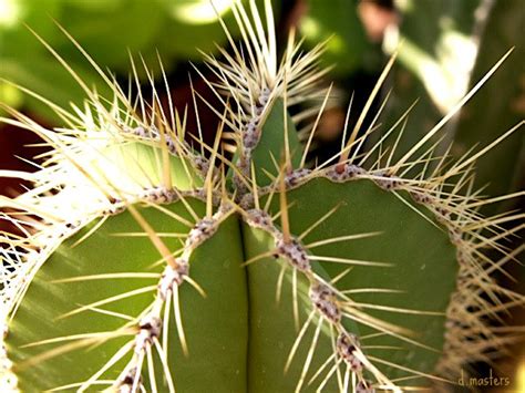 Cactus Dagutzyone Flickr