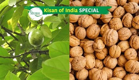 Walnut Production 90 Of Indias Walnuts Are Produced In Kashmir But