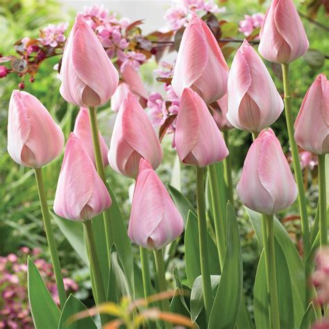 Van Zyverden S Tulip Mystic Van Eijk Dormant Bulbs Full Sun Pink