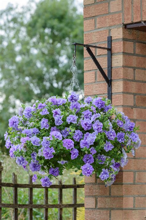 Petunia Tumbelina Maria Petunia X Hybrida A Z Kwiaty Balkonowe I