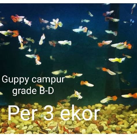 Jual Gapi Campur Random Jantan Betina Sepaket Isi Ikan Hias