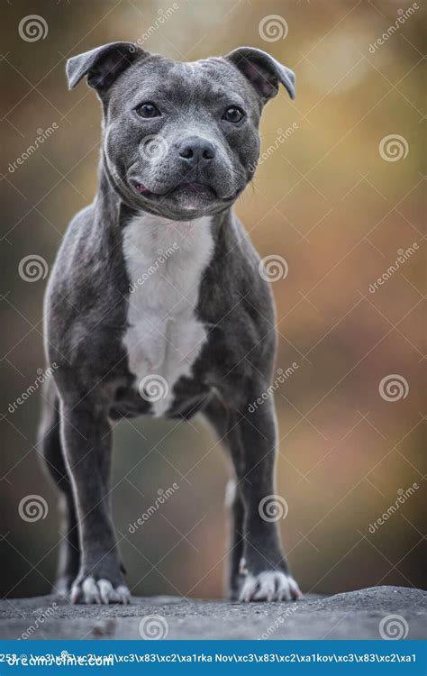 Blue Staffordshire Bull Terrier Stock Image - Image of blue, bull ...