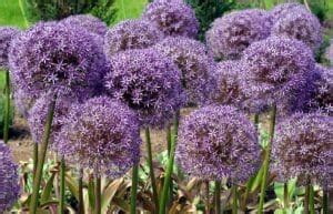 Complete List Of Allium Species A Guide To The Diverse World Of