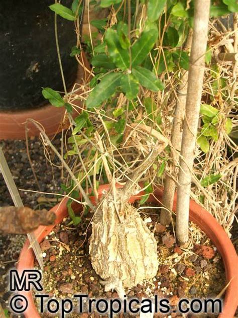 Momordica rostrata (Common name: Momordica) | Top Tropicals Plant ...