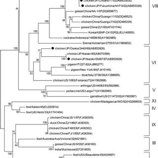 Phylogenetic Tree Of The Complete Coding Region Of F Gene Sequences