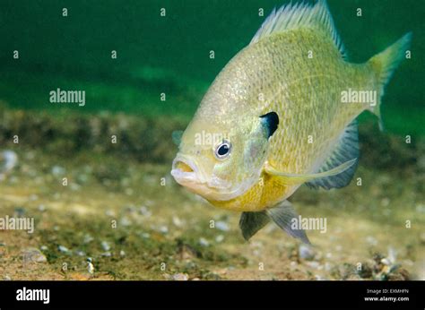 Bluegill Fish Hi Res Stock Photography And Images Alamy