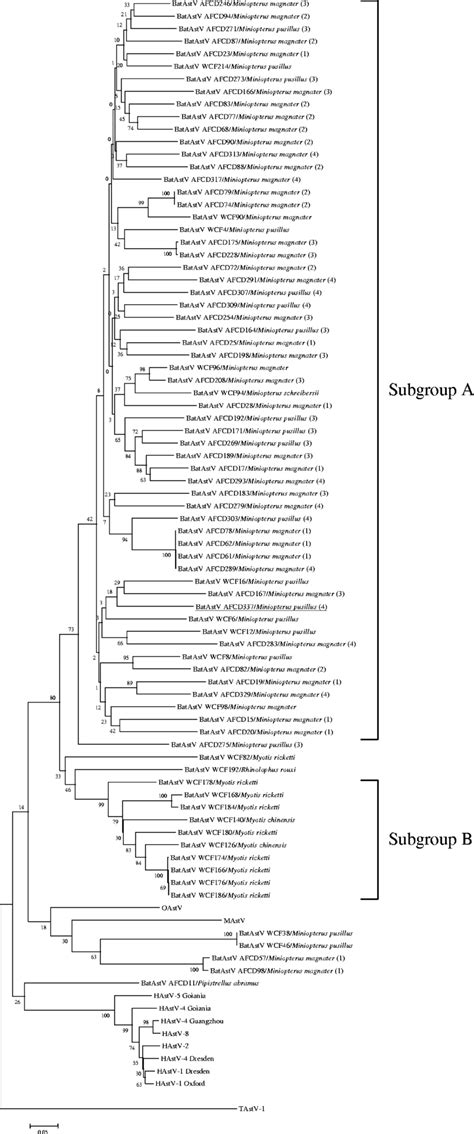 Phylogenetic Tree Constructed With Rdrp Gene Sequences 422 Nt