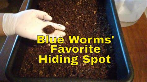 Baby Blue Worms Favorite Hiding Spot Perionyx Excavatus Ep 34