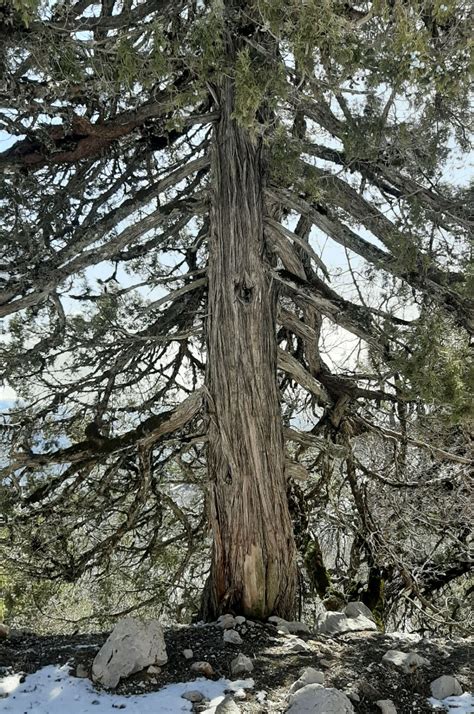 Juniperus Excelsa Trees And Shrubs Online