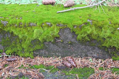 Nikkis Photography Blog Archive Moss Thriving At Bald Peak Or