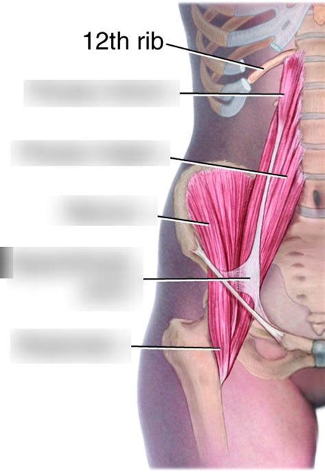 Pelvic Muscles Diagram | Quizlet