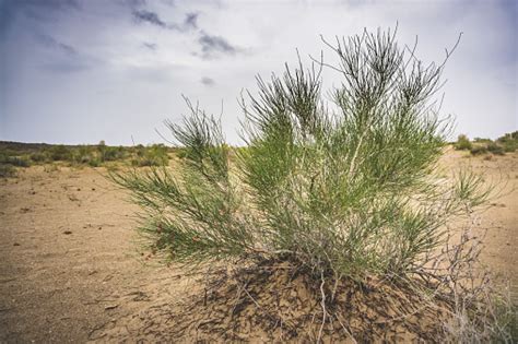 Green Prickly Bush In The Uzbek Steppe Wild Plant In The Desert Stock