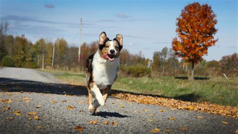 Dog Events: October - Talent Hounds