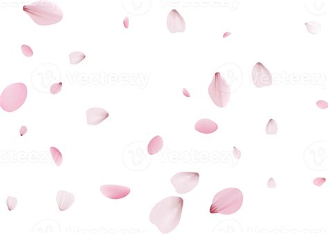 P Talas De Sakura Rosa Png