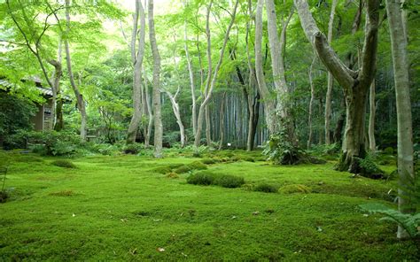 Green Forest Wallpapers Hd Wallpapersafari