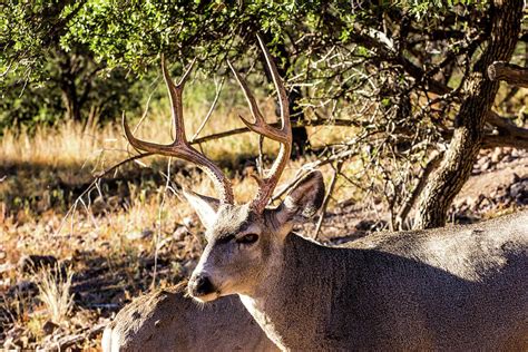 Texas Mule Deer Buck 001737 Photograph By Renny Spencer Fine Art America