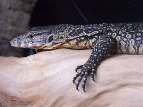 SE England - Varanus Salvator - 6 months old | Reptile Forums