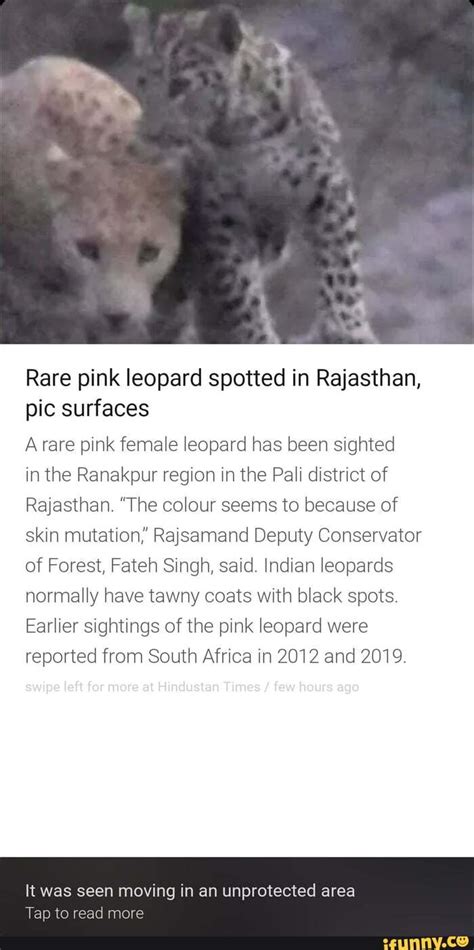 Rare Pink Leopard Spotted In Rajasthan Pic Surfaces A Rare Pink Female