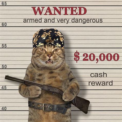 191 Wanted Cat Stock Photos Free And Royalty Free Stock Photos From