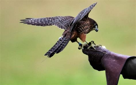 Falconry Training - Guardian Animal Medical Center - Dr. MJ Wixsom Blog