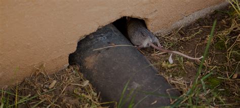 Rongeur Dans Les Murs Maison Ventana Blog