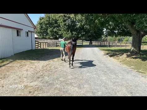 Lexington Selected Yearling Sale HIP 86 Just Divine YouTube