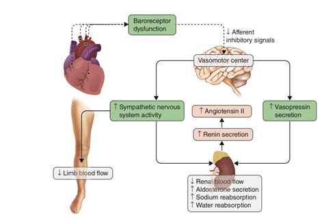 Congestive Heart Failure Pathophysiology