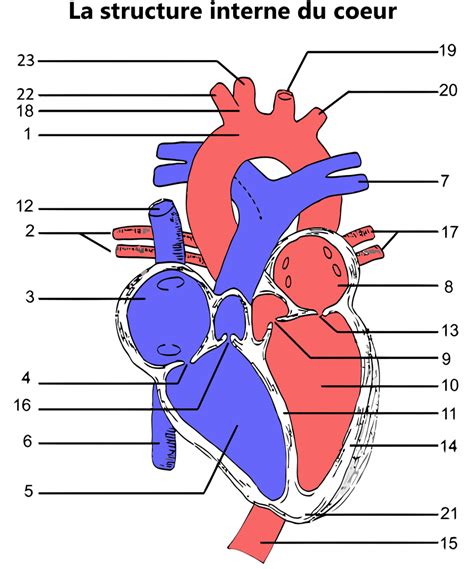 Diagram Of Le Coeur Quizlet