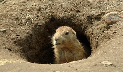 Día de la Marmota qué es y dónde se celebra Descubre todo sobre