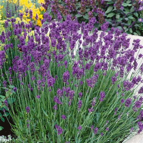 Lavender Munstead Strain - Cottage Garden Centre