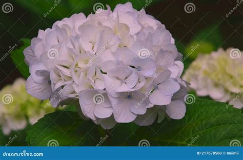 Most Popular Flowers To Grow in a Garden Stock Photo - Image of bouquet ...