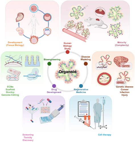 The Various Applications Of Organoids The Scope Of Organoids In