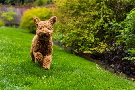 The Benefits Of Off Leash Dog Training Highland Canine Training