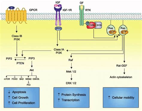 A Schematic Diagram Of The Pi3k And Mapk Signaling Pathways Download Scientific Diagram