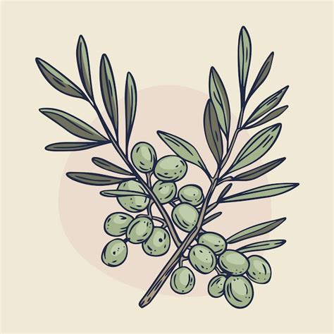 Premium Vector Hand Drawn Olive Branch Outline Illustration