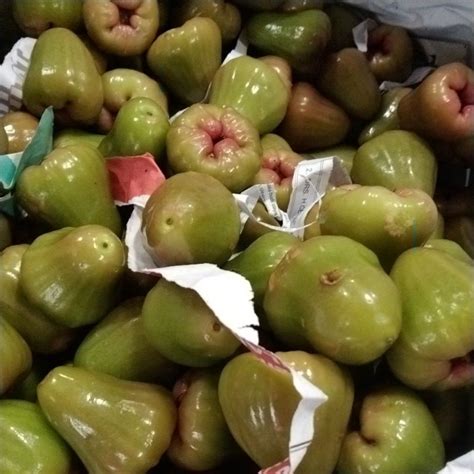 Jual Jambu Air Hijau Fresh Manis Kg Shopee Indonesia