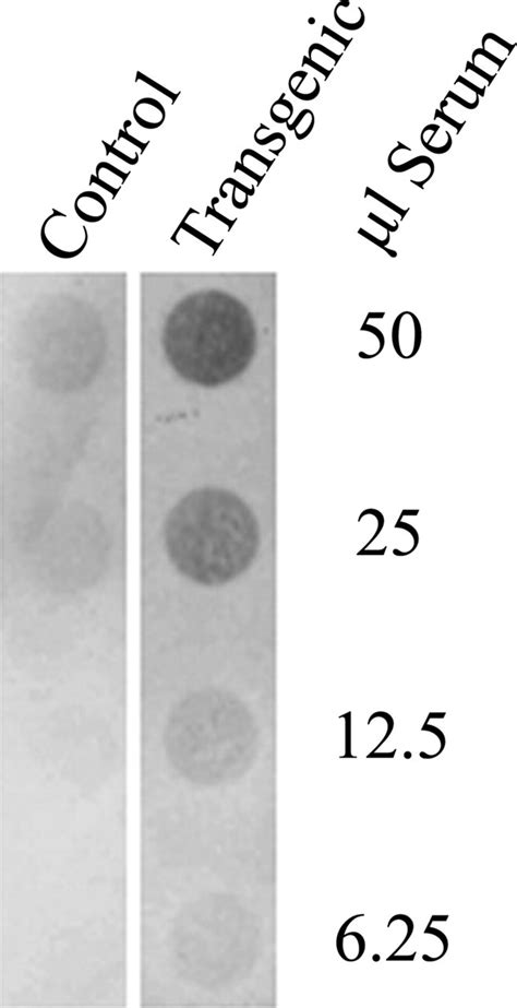 Heparanase Enhances Syndecan Shedding Journal Of Biological Chemistry