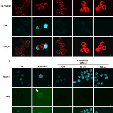 Representative Flow Cytometric Analysis And Tunel Assay A Flow